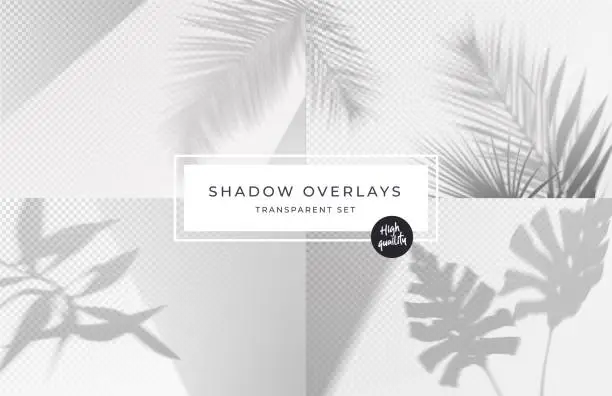 Vector illustration of Set of shadow background overlays. Realistic Shadow mock up scenes. Transparent shadow of tropical leaves. Vector illustration