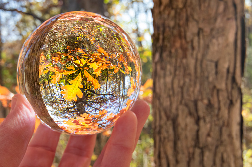 Oak leaves reflected in a crystal ball on a beautiful autumn day