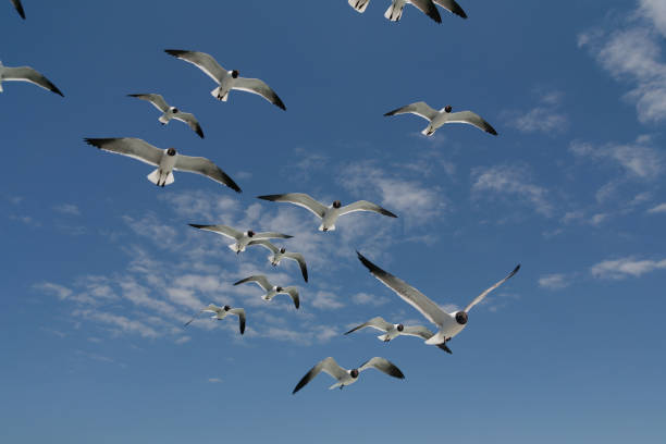 istock Flock of Seagulls in Flight 1281728640