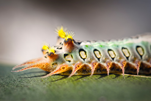 The painted cup moth (Doratifera oxleyi) instar caterpillar