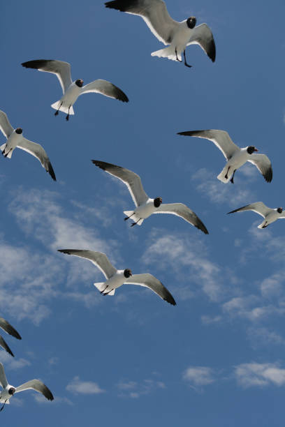 istock Flock of Seagulls in Flight 1281729235