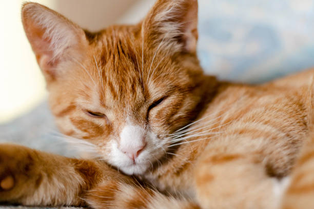 istock close-up of a ginger cute kitten sleeping on the bed 1281729472