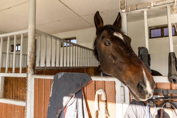 istock close-up of a horse's head in a stall 1281729497