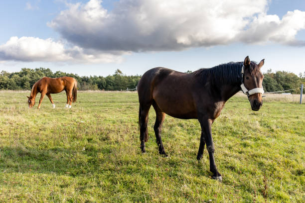 istock two horses graze on a green field on a farm on a sunny day 1281729506
