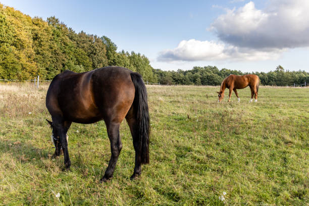 istock two horses graze on a green field on a farm on a sunny day 1281729507