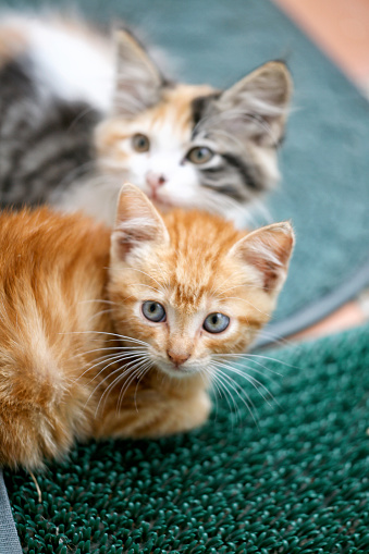 Two beautiful stray mixed-breed sibling kittens.