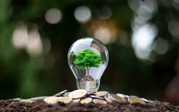 Photo of Grow green trees on money in soft light energy saving bulbs with the idea of economic growth and world environment day.