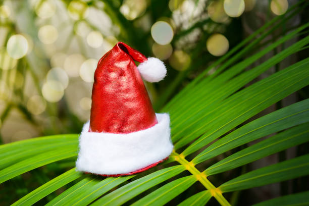 istock Santa hat on a palm tree. Christmas Holidays 1281730201