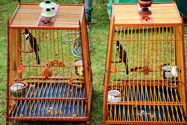 Bird in the bird cage,southern Thailand