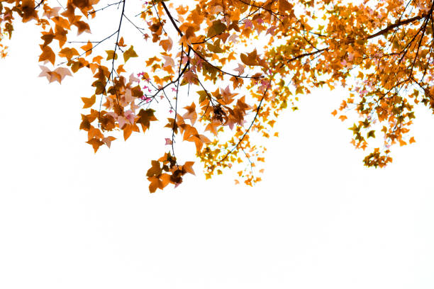 istock Branches of maple leaves isolated on white background 1281732376