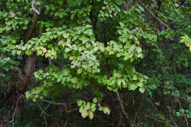 istock Linden viburnum (Viburnum dilatatum) berries 1281732412