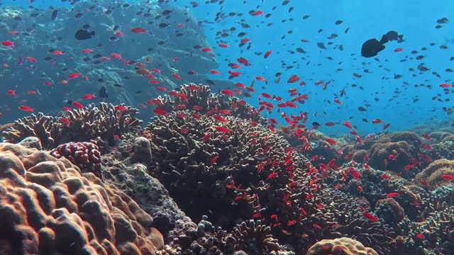 Sealife in a Coral Reef