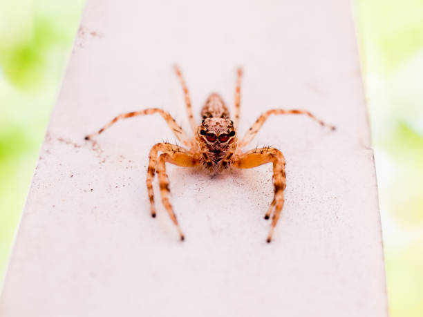 una pequeña y linda araña saltando que se encuentra en el carril de la escalera al aire libre - white animal eye arachnid australia fotografías e imágenes de stock