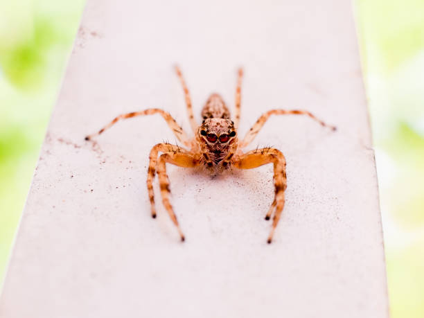 a tiny and cute jumping spider found on stair rail outdoor - white animal eye arachnid australia imagens e fotografias de stock