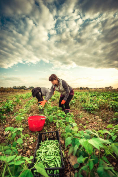 Farmer woman harvesting fresh green beans in the field