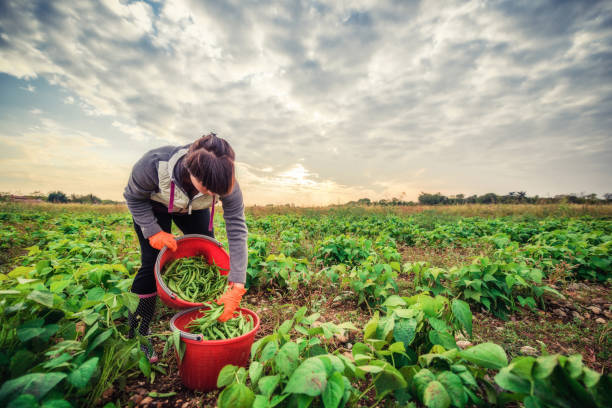 istock Harvesting fresh green beans in the field 1281736224
