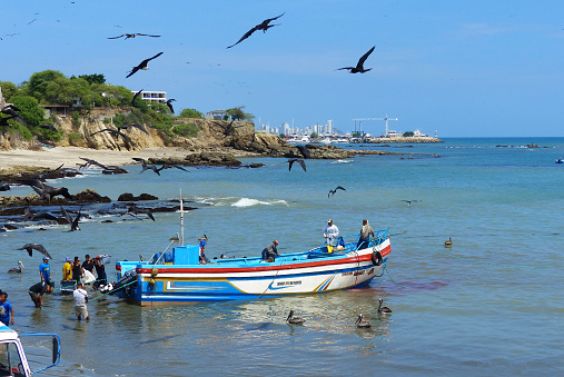 Libertad, Santa Elena, Ecuador - April 7, 2016: Group of fishermen unload a fish catch to deliver their it to fish traders. Frigates and pelicans flying around trying to steal fishes. City Salinas are on the background