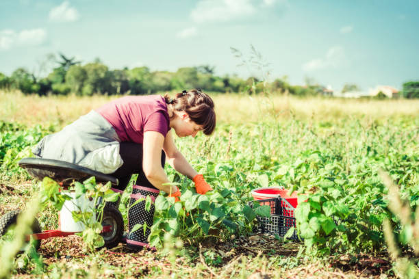 istock Harvesting fresh green beans in the field 1281737597