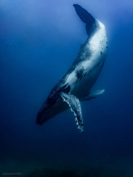 istock Baby Humpback Waltz 1281737661