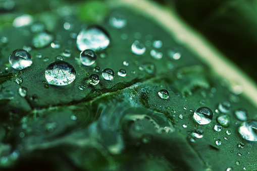 Close up of a broccoli leaf covered with water drops.