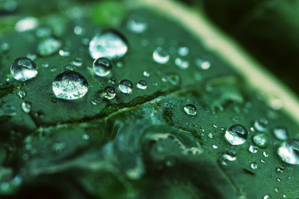 krople deszczu na liściu brokułów - leaf leaf vein nature green zdjęcia i obrazy z banku zdjęć