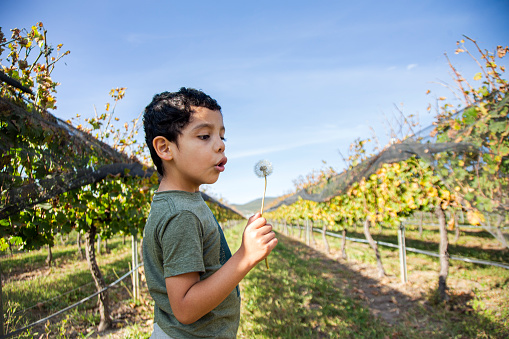 Child blowing to the flower in the vineyards