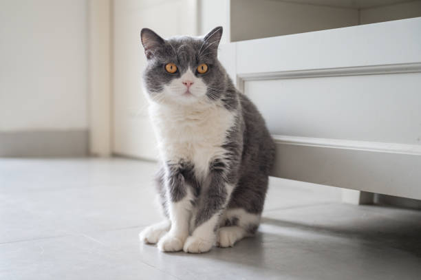 istock Cute British Shorthair cat, indoor shot 1281740296