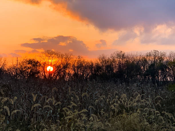 Sunset on the corn field Sunset on the corn field allentown pennsylvania stock pictures, royalty-free photos & images