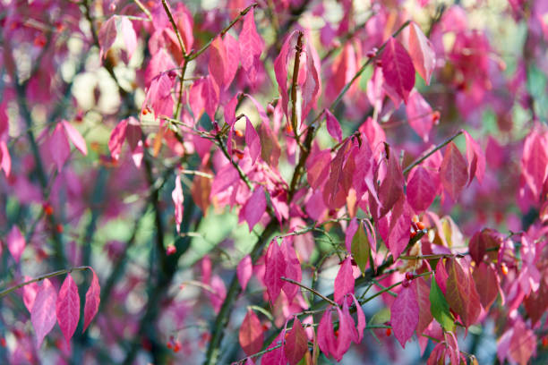 euonymus alatus hojas rosas en los días soleados de otoño. textura de arbusto brillante. hermoso octubre. - burning bush fotografías e imágenes de stock