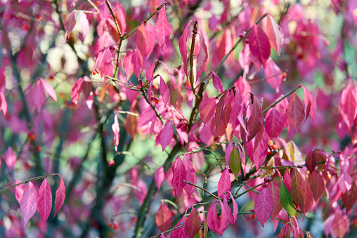 Euonymus alatus pink leaves in autumn sunny days. Bright shrub texture. Beautiful october.