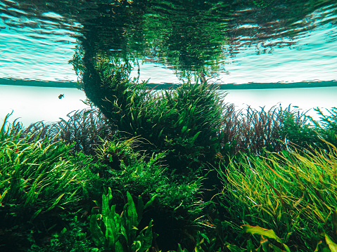 The picture shows some green algae underwater.
