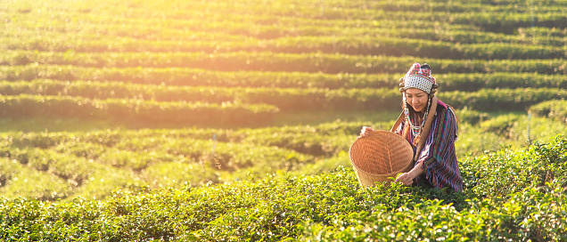 Asian worker farmer women were picking tea leaves for traditions in the sunrise morning at tea plantation nature. Lifestyle Concept, copy space and banner