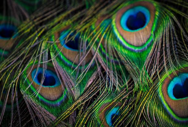 istock close up colorful peacock feathers 1281744762