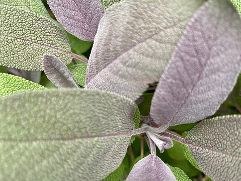 purple sage closeup