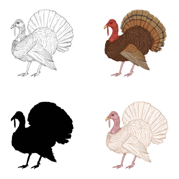 Vector Set Of Turkey Illustrations Farm Bird Illustration Stock  Illustration - Download Image Now - iStock