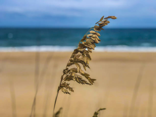 seehafer, dünengras am strand im sommer - sand sea oat grass beach sand dune stock-fotos und bilder