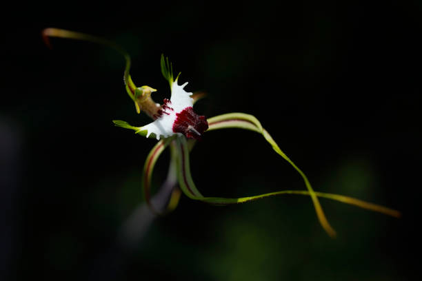King Spider Orchid an Australian Native Flower. Canon 5DMkii Lens EF100mm f/2.8L Macro IS USM ISO 400