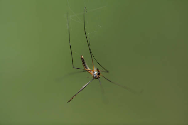 istock Animal Wildlife Insect Mosquito Web Trapped 1281746260