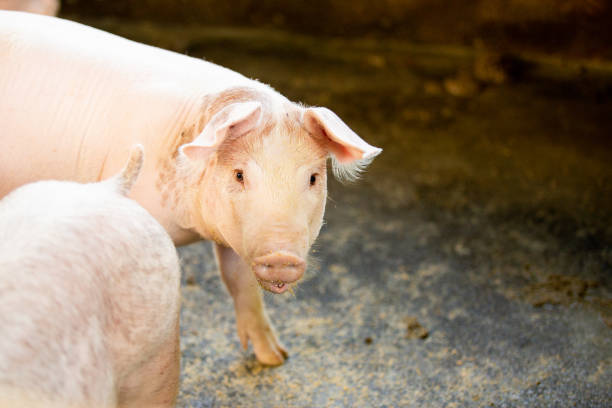 istock pig on the pig farm 1281747292