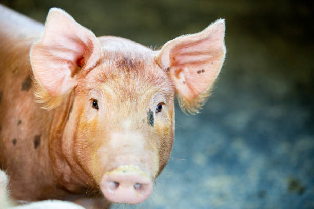istock pig on the pig farm 1281747940