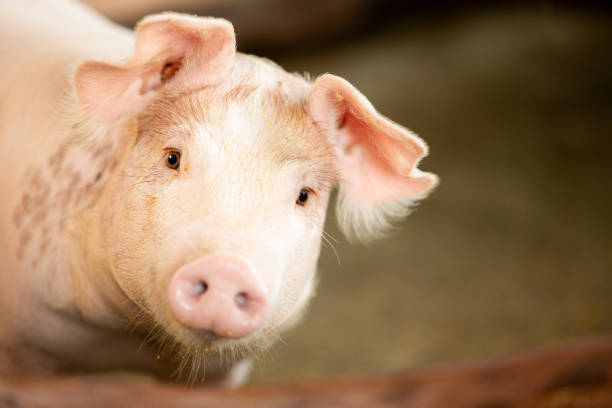 istock pig on the pig farm 1281749077