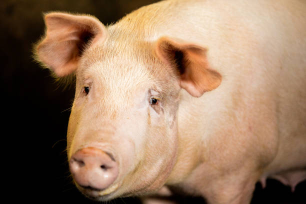 istock pig on the pig farm 1281749726