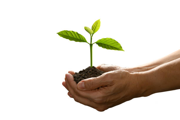 istock Hands holding and caring a green young plant isolated on white background 1281750596