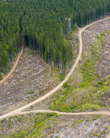 Beautiful aerial view of a pine tree forest with path and roads