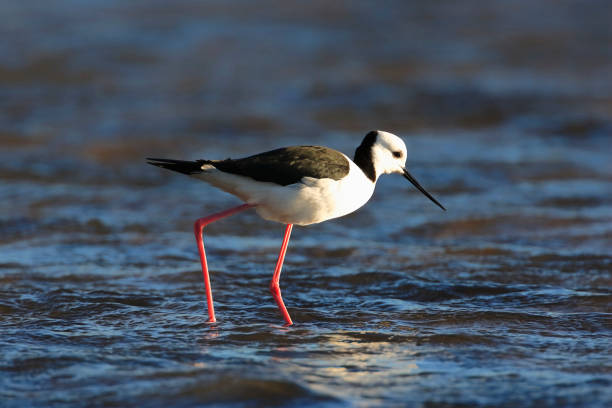 istock Bird Stilt Wader Australia One Animal 1281751454