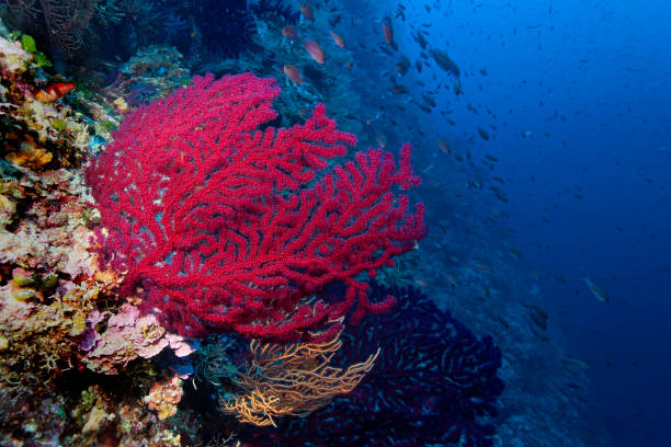 istock The coral reef from Adriatic Sea 1281751591
