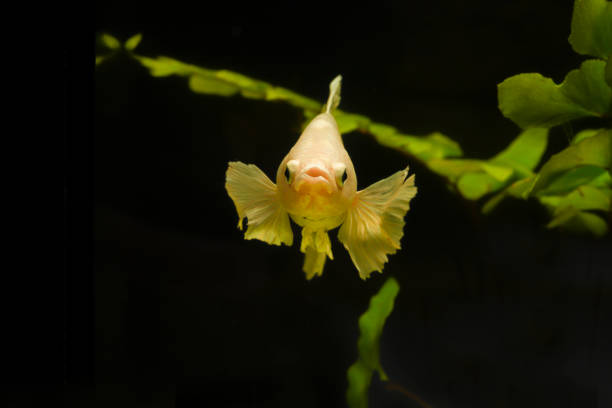 istock Thai fighting fish with water plants 1281752523