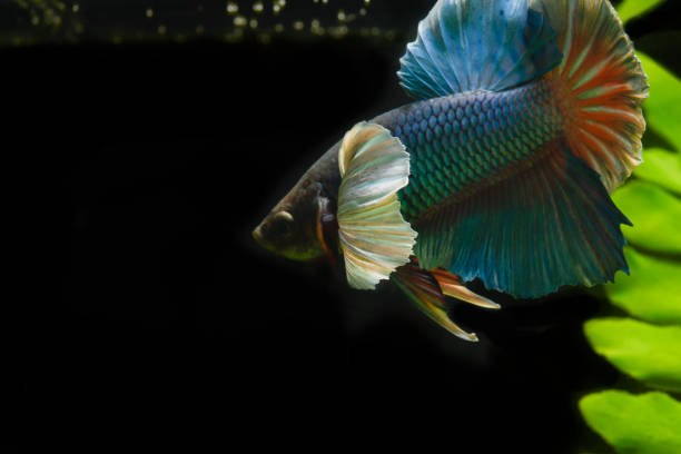 istock Blue fighting fish with water plants 1281752527