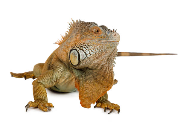 istock Cute green iguana portrait 1281753711