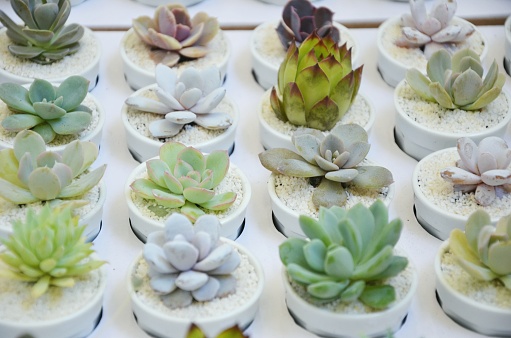 Wedding guest gifts - succulents potted in white ceramic cups